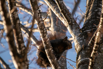 A black squirrel waits on a tree branch