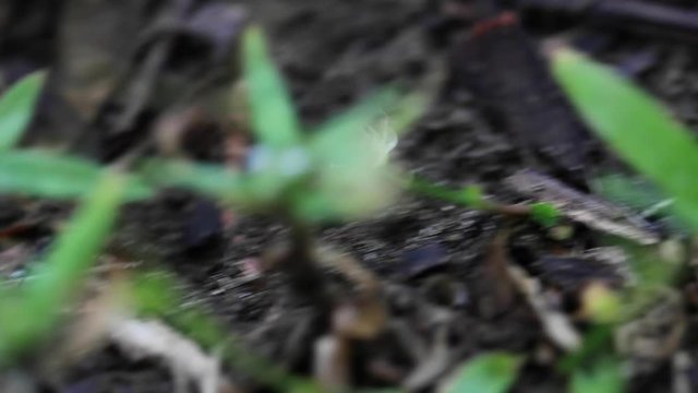 Leaf-cutter Ants Carrying Flowers