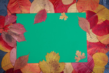 Fototapeta na wymiar Colorful autumn leaves