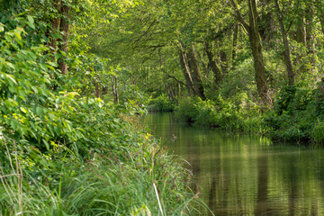 eine Spree waldlandschaft im Sommer