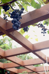 hanging grapes from the roof of the gazebo in the garden. Poland, Europe