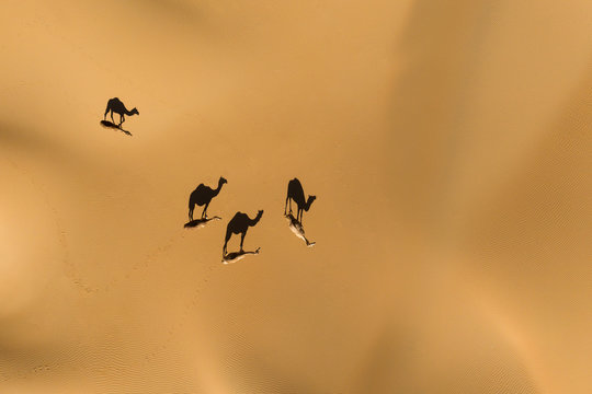 Aerial View From A Drone Of Shadows Of A Group Of Dromedary Camels Walking In The Empty Quarters Desert. Abu Dhabi, United Arab Emirates.