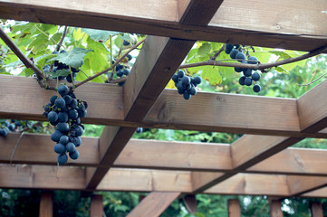 hanging grapes from the roof of the gazebo in the garden. Poland, Europe