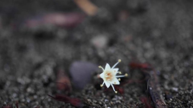 Leaf-cutter Ants Carrying Flowers