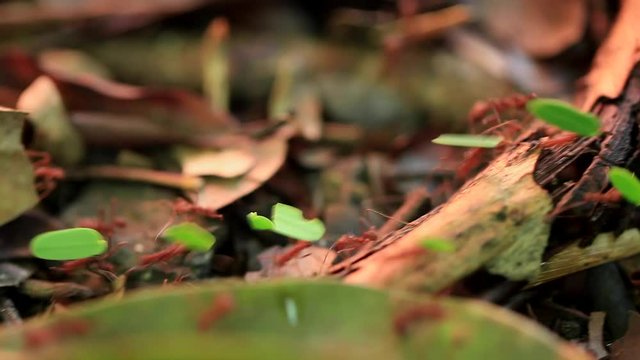 Leaf-cutter Ants