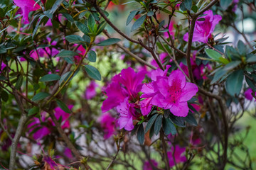 Beautiful Flowers full of colors from Costa Rica 