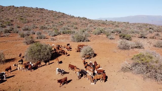 Karoo farm cattle fed to aid diet during drought outside Graaff-Reinet. South African breeds; Afrikander, Bonsmara, Brangus, Drakensberger, Nguni, Sanga. Static shot revealing dry arid landscape.
