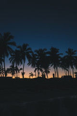 palms tree sunset beach