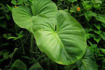 taro leaves with morning dew drops