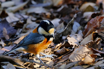 varied tit on branch