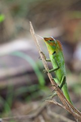 green lizard