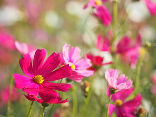 Pink Sulfur Cosmos, Mexican Aster flowers are blooming beautifully in the garden, blurred of nature background