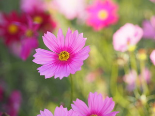 Fototapeta premium Pink Sulfur Cosmos, Mexican Aster flowers are blooming beautifully in the garden, blurred of nature background