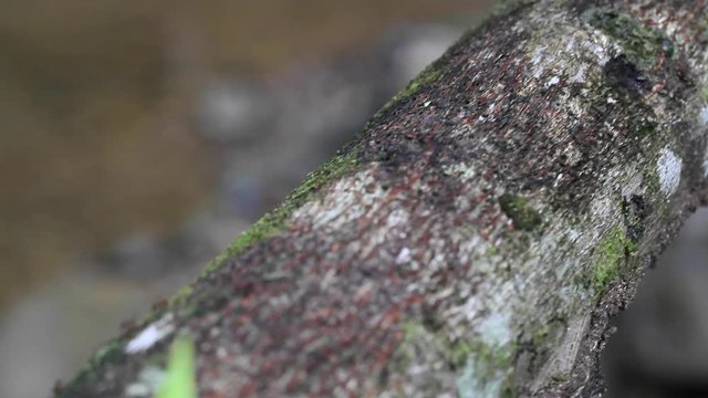 Leaf-cutter Ants