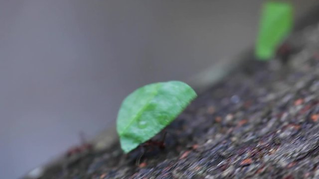 Leaf-cutter Ants