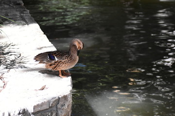 A female mallard duck standing on a stone wall on the edge of a river