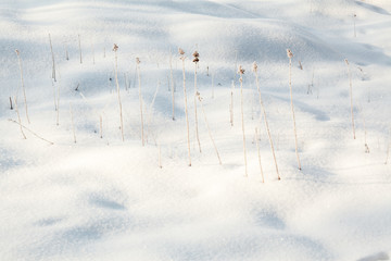winter snow