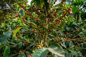 Beautiful coffee plant full red of coffee beans in Costa Rica