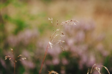 grass closeup