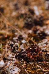 pine cone in forest