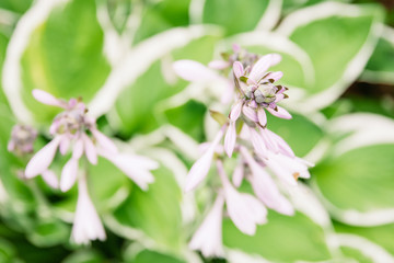 Hosta Flowers