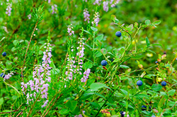bilberries Finland