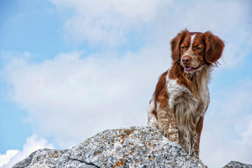 perro de raza bretón español utilizado para cacería de aves