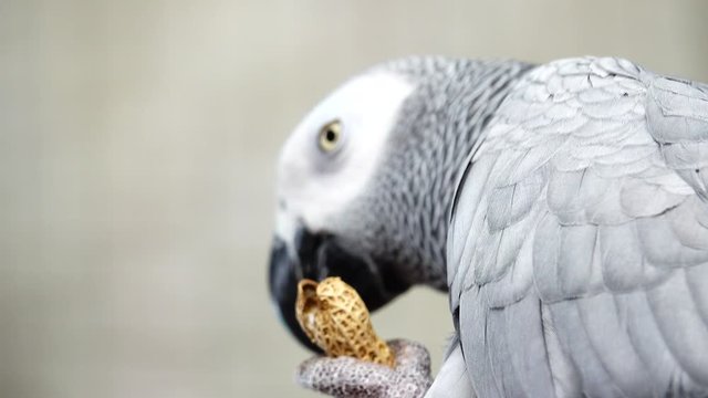 4K Detail portrait of beautiful grey parrot. African Grey Parrot