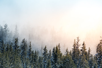 Naklejka na ściany i meble winter forest with fog and the sun shining into it