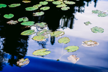 water lily in pond