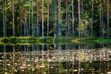 reflection of trees in water
