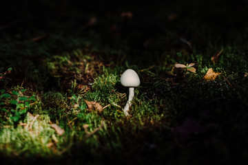 mushroom in forest