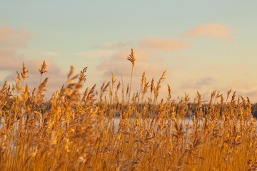 grass and sky