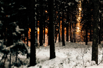 forest in winter