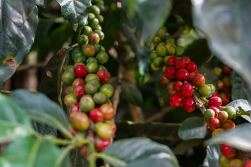 Beautiful coffee plant full red of coffee beans in Costa Rica