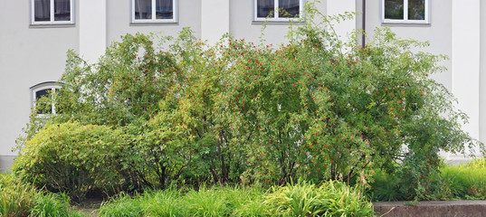 A large rosehip bush with ripe red berries grows near a city building