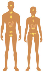 Endocrine system. Male and female body silhouette. Isolated perfect image symbols on white background. Vector illustration.