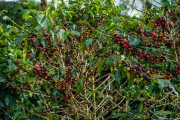 Beautiful coffee plant full red of coffee beans in Costa Rica