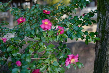 椿 ツバキ 神社 自然 緑 ピンク 花