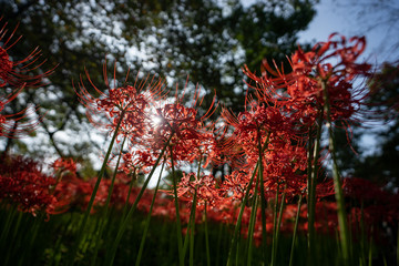 彼岸花の写真