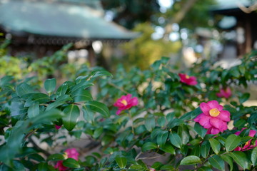 Fototapeta na wymiar 椿 ツバキ 神社 自然 緑 ピンク 花
