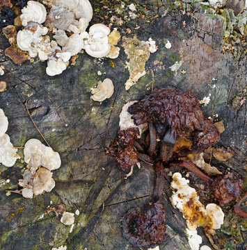 Fragment of natural wood rooten log cover with moss, cones, mushrooms and other natural objects.