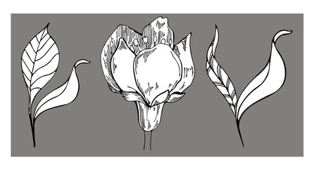 Set of floral vector drawings. Apple blossom on a gray background. Vector floral illustration. Floral element on a gray background. Can be used for printing, websites, textiles, wrapping paper.