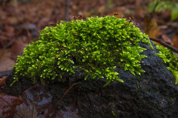 Bright moss on the stone in the autumn forest