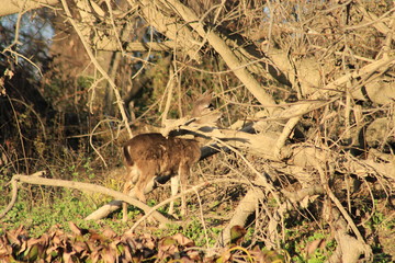 Yearling Blacktail Deer in a forest in Northern California.