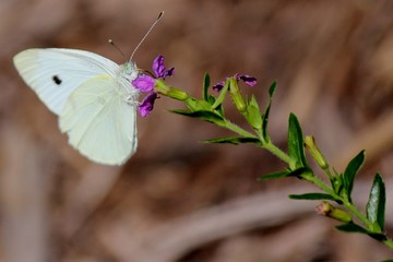 butterfly on a flower