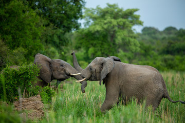 Naklejka na ściany i meble Herd of elephant feeding and playing in a river bed