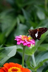 Skipper on a Dahlia