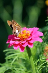 Skipper on a Dahlia