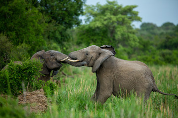 Naklejka na ściany i meble Herd of elephant feeding and playing in a river bed